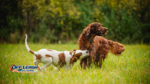Dogs Need Practice Around Real-World Distractions