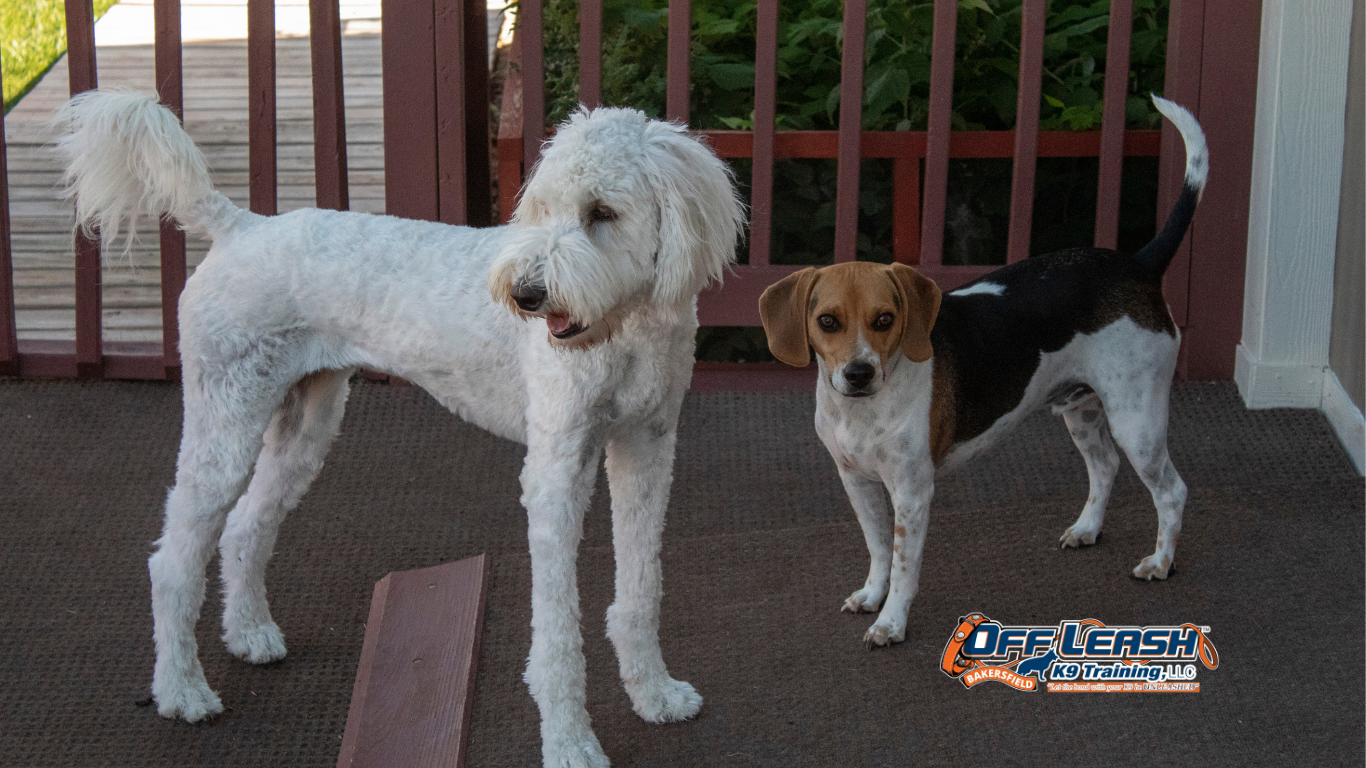 Dogs Need Practice Around Real-World Distractions