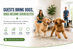 Why Dogs Become Overexcited When Guests Bring Dogs