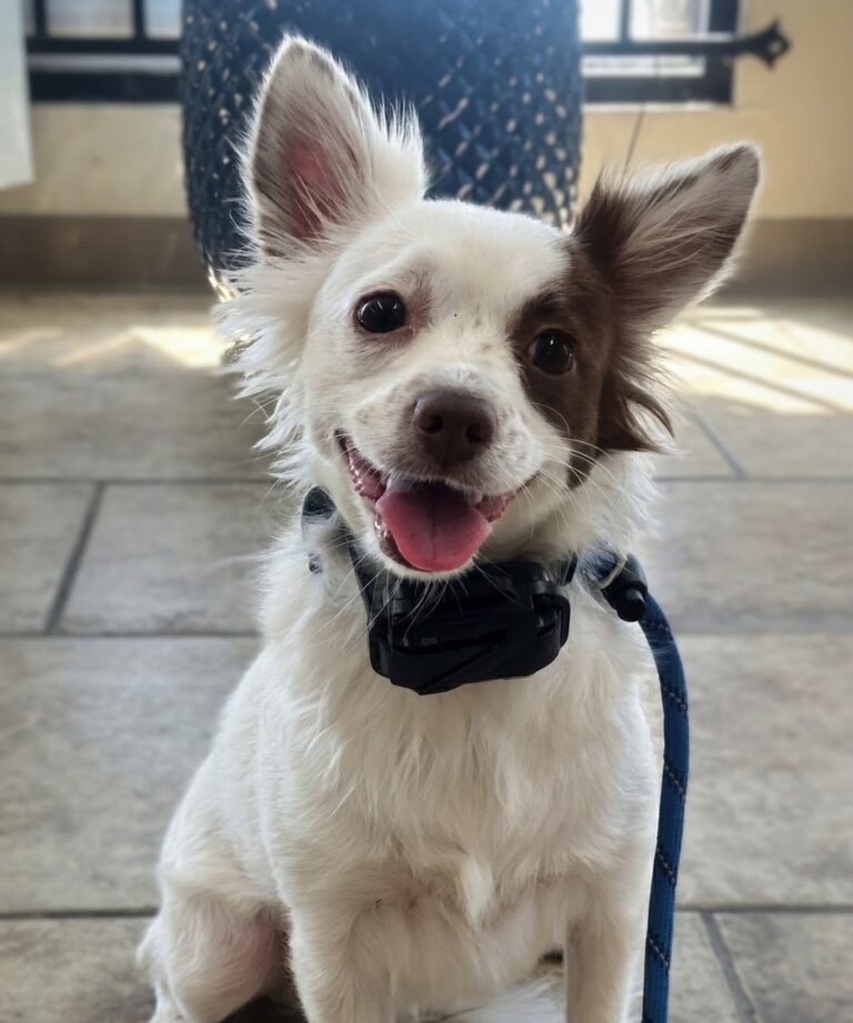 Mocha | Long-haired Chihuahua | Bakersfield, CA