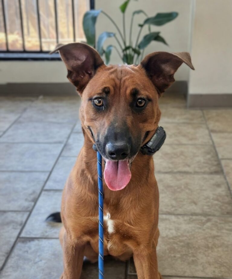 Winnie | Malinois/Rottweiler mix | Bakersfield, CA