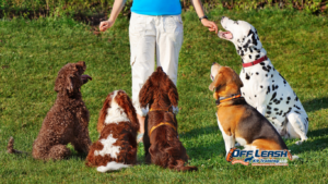 The Most Overlooked Skill in Dog Training: Teaching Dogs to Settle