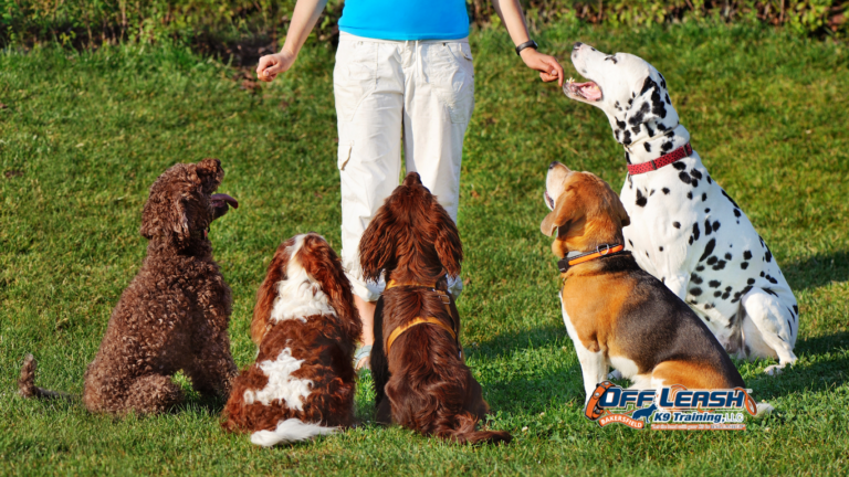 The Most Overlooked Skill in Dog Training: Teaching Dogs to Settle