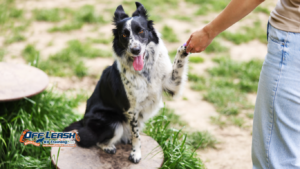 The Most Overlooked Skill in Dog Training: Teaching Dogs to Settle
