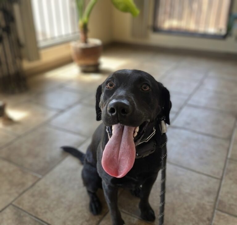Woofie | Black Labrador | Bakersfield, CA