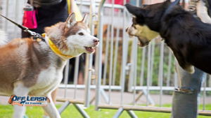 Does My Dog's Excitement Mean They Are Aggressive?