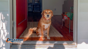 Does My Dog's Excitement Mean They Are Aggressive?