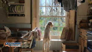 Why Dogs Bark When They See Someone Through the Window
