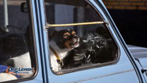 Why Dogs Bark When They See Someone Through the Window