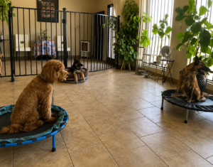 Best Dog Training Tips for Bakersfield Dog Owners