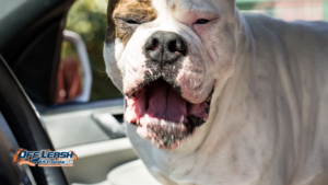 Dog Reactivity vs. Aggression: What Bakersfield Owners Need to Know