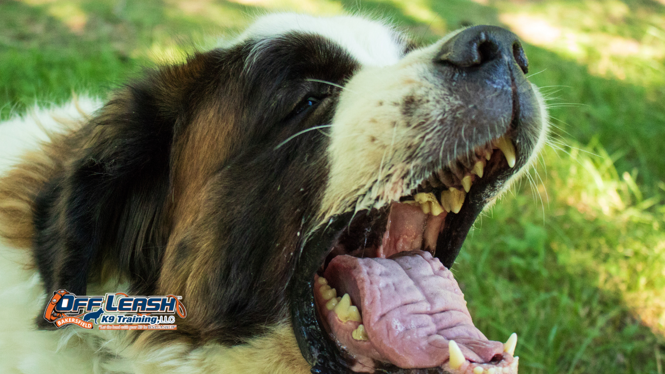 Dog Reactivity vs. Aggression: What Bakersfield Owners Need to Know