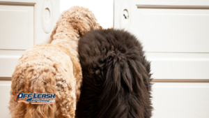 How to Teach a Dog to Stop Rushing Through Doorways