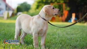 The Secret to Effective Dog Training: Discover What You’re Missing
