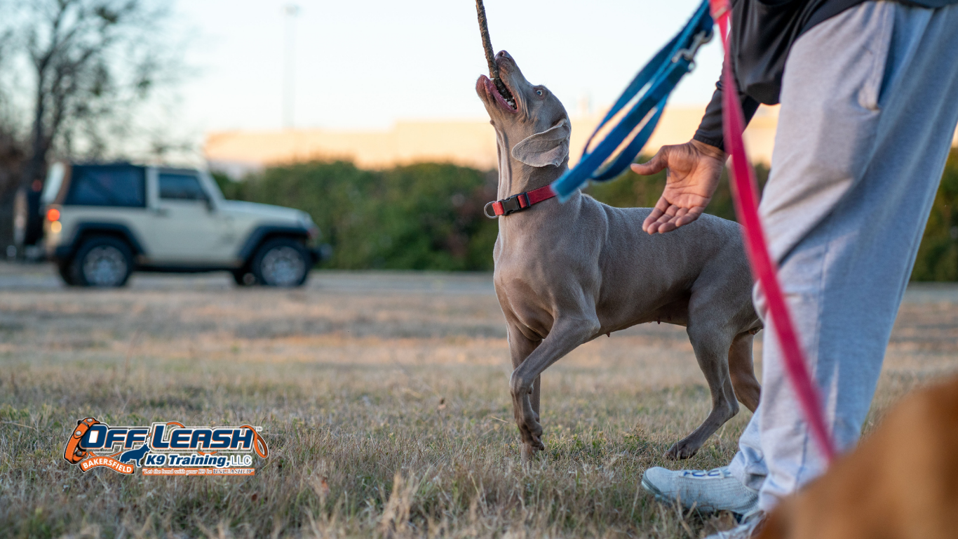The Secret to Effective Dog Training: Discover What You’re Missing