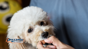 How Bakersfield Dog Owners Can Prevent Cruelty & Heartworm This Spring