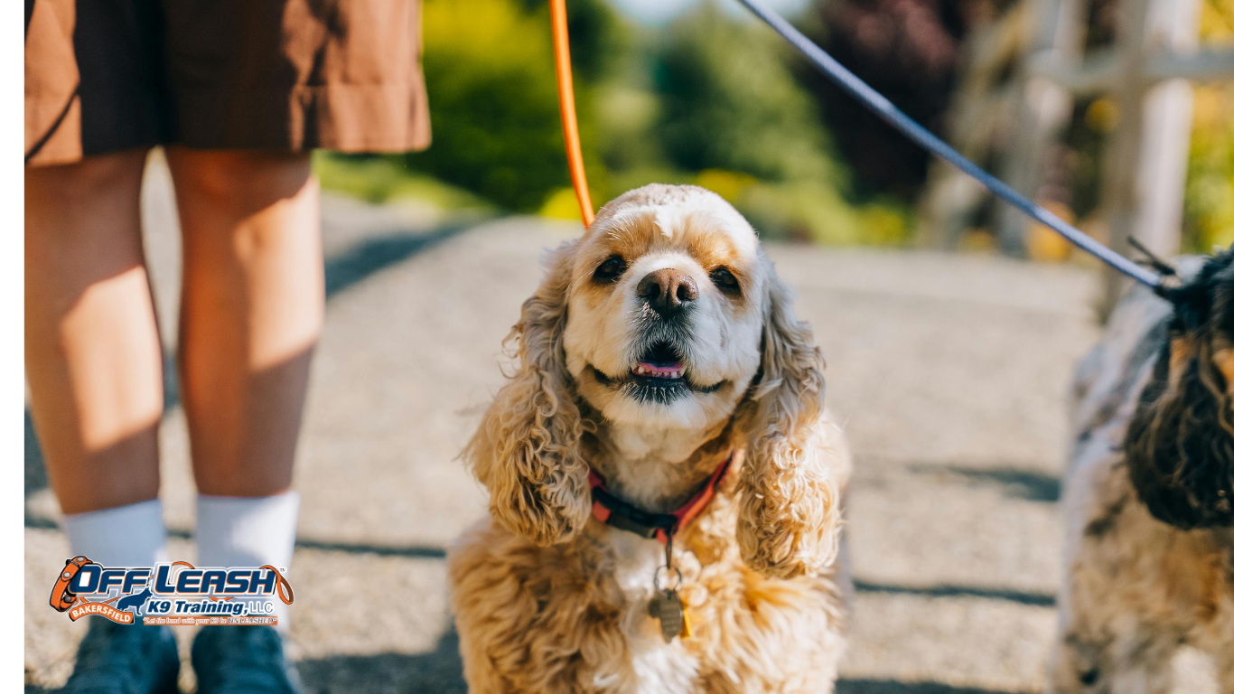 How Bakersfield Dog Owners Can Prevent Cruelty & Heartworm This Spring