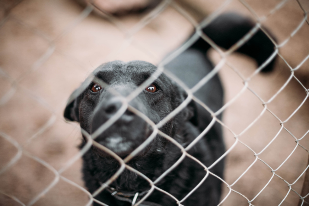 Train and Rehabilitate an Abused Dog with Confidence-Building Techniques