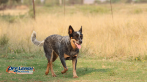 How to Teach a Dog to Stay Focused Around Wildlife
