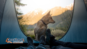 How to Teach a Dog to Stay Focused Around Wildlife