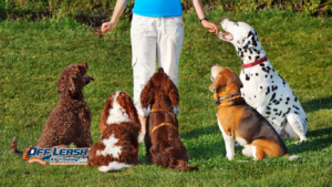 How to Build Better Everyday Manners in Your Dog