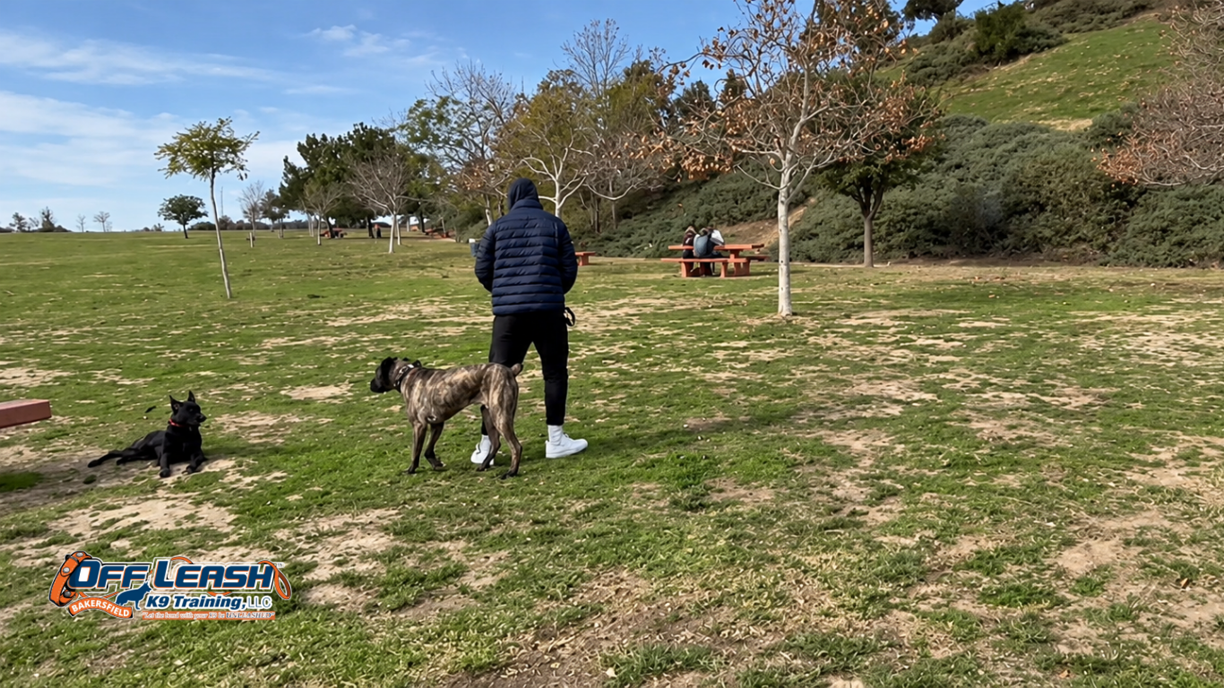 How to Build Better Everyday Manners in Your Dog