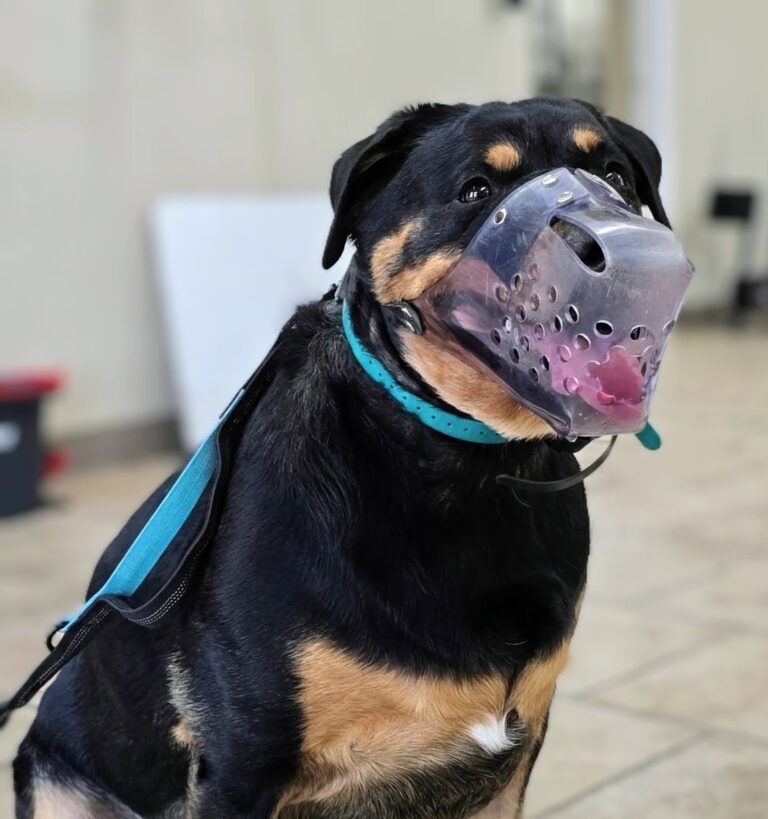 Empress | Rottweiler | Bakersfield, CA