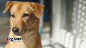 How to Teach a Dog to Stop Changing Directions on Walks
