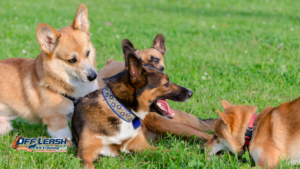 How to Teach a Dog to Stop Changing Directions on Walks
