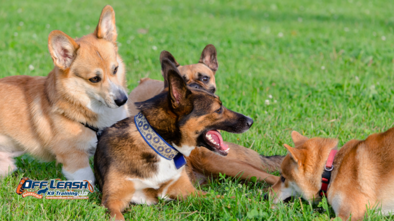 How to Teach a Dog to Stop Changing Directions on Walks