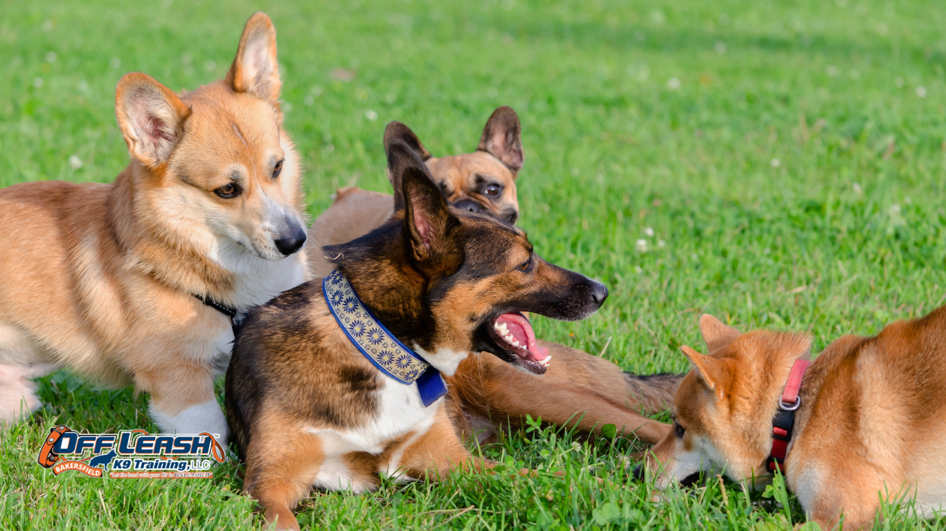 How to Teach a Dog to Stop Changing Directions on Walks