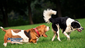 Why Dogs Pull Toward Grass, Smells, and Other Distractions