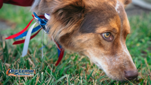 Why Dogs Pull Toward Grass, Smells, and Other Distractions