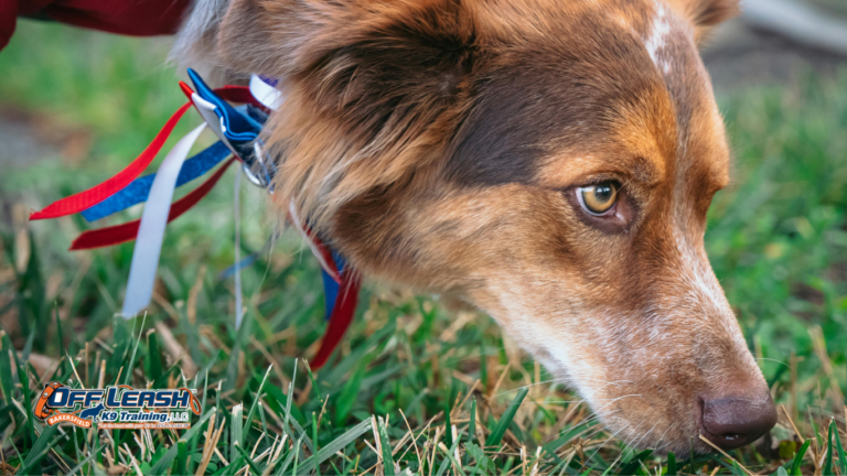 Why Dogs Pull Toward Grass, Smells, and Other Distractions