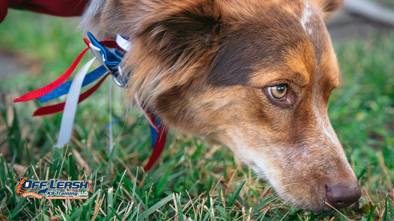 Why Dogs Pull Toward Grass, Smells, and Other Distractions