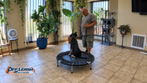 Why Professional Dog Training Can Help Bakersfield Dogs Succeed in Real-World Situations