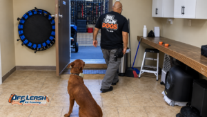 Why Professional Dog Training Can Help Bakersfield Dogs Succeed in Real-World Situations