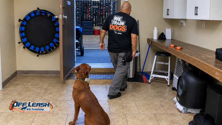 Why Professional Dog Training Can Help Bakersfield Dogs Succeed in Real-World Situations