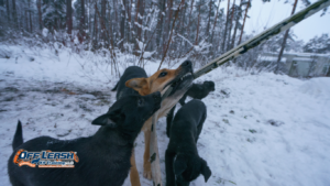 How to Teach a Reactive Dog to Disengage From Triggers
