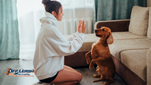 How to Teach a Dog to Pause Before Doing What They Want