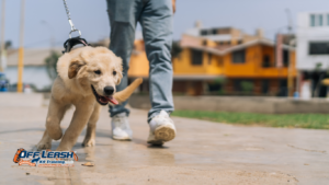 The Role of Focus, Impulse Control, and Leash Skills in Dog Training