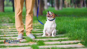 The Role of Focus, Impulse Control, and Leash Skills in Dog Training