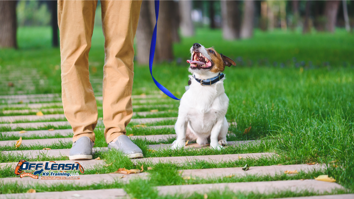 The Role of Focus, Impulse Control, and Leash Skills in Dog Training