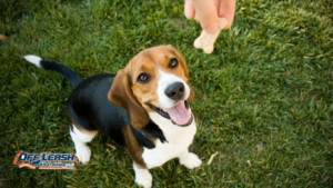 Can Treats Help With Reactive Dog Training?