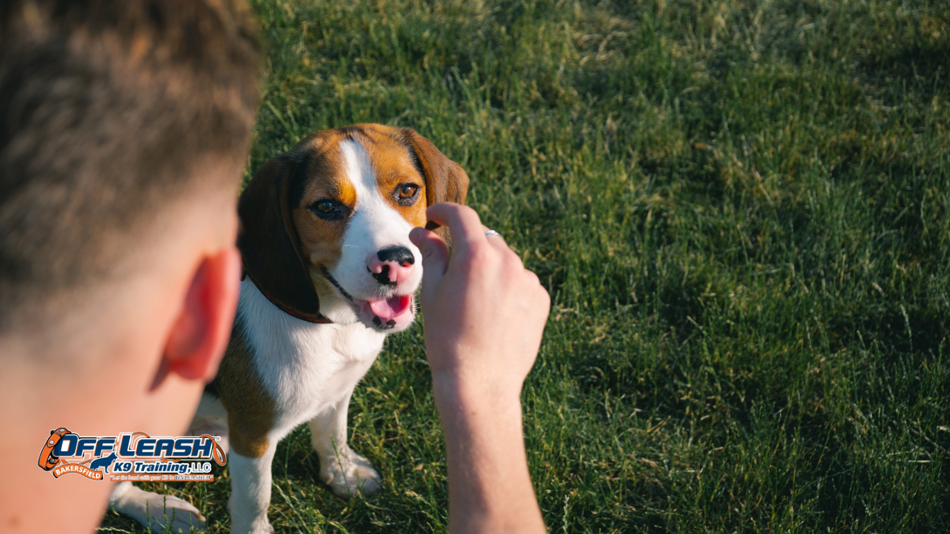 Can Treats Help With Reactive Dog Training?
