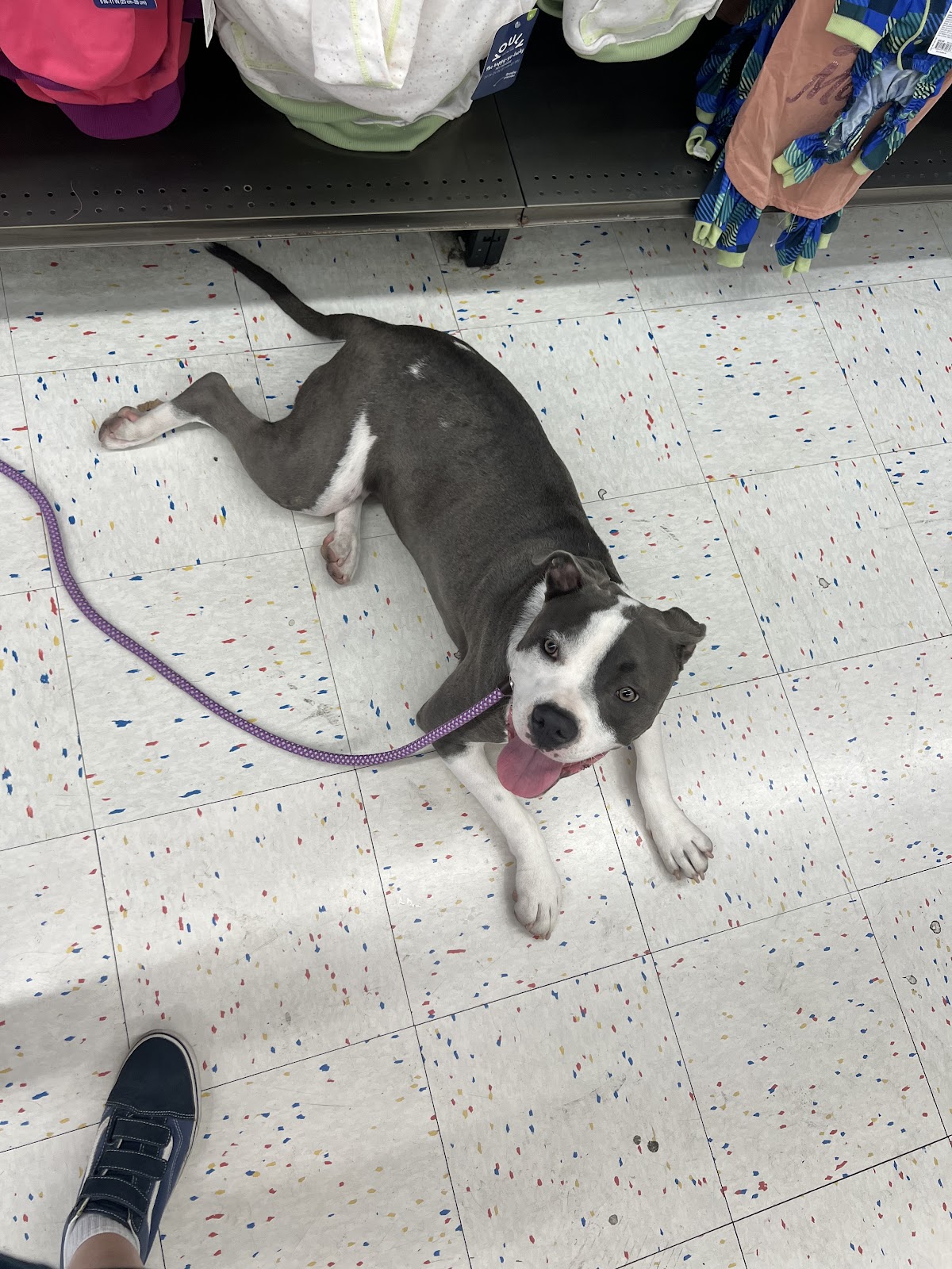 Chloe the Pit Bull lying calmly on a store floor on a loose leash
