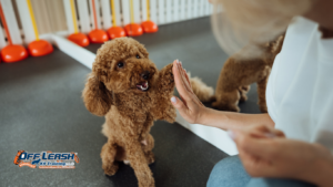 Does the Owner Need to Participate in Dog Training? 