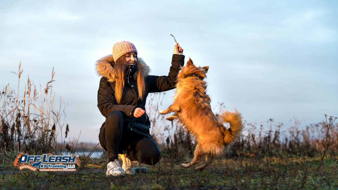 Owner Participation: 7 Powerful Ways to Make Dog Training More Effective