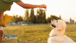 How to Build Reliable Obedience Without Constant Repetition