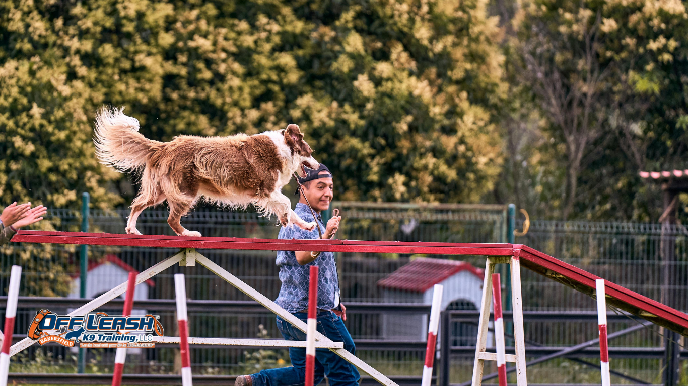 How to Build Reliable Obedience Without Constant Repetition